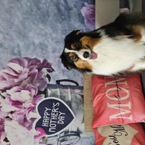 Image of JOLEE, Lost Dog