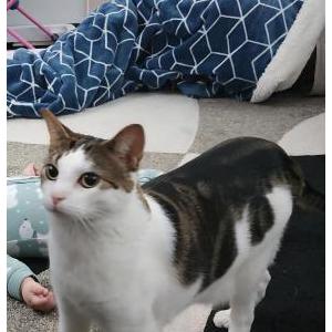 Image of Harley, Lost Cat