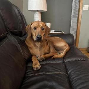 Image of Charlie, Lost Dog