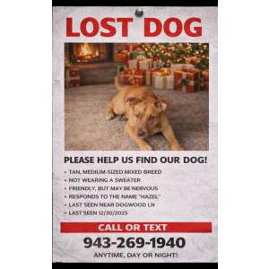 Image of Hazel, Lost Dog