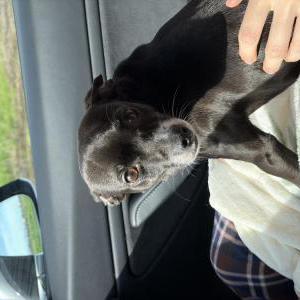 Image of Unknow, Found Dog
