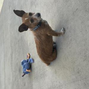 Found Dog Chocolate