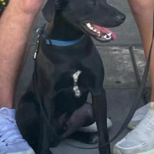 Image of Arliss, Lost Dog
