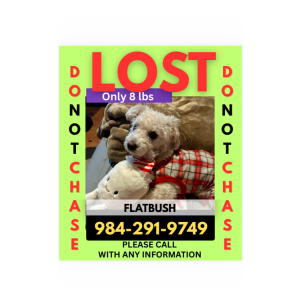 Lost Dog Stormy