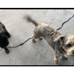Lost Dog Max and stella