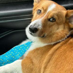 Image of Bradley, Lost Dog
