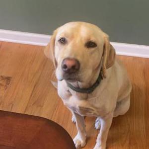 Lost Dog Georgia