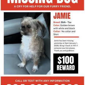 Image of Jamie, Lost Dog