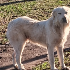 Image of Claus, Lost Dog