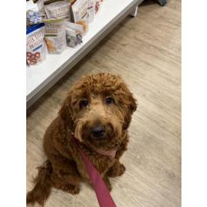 Image of Sunny, Lost Dog