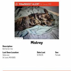 Image of Mistrey, Lost Dog