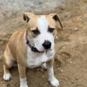 Image of Caroline, Lost Dog