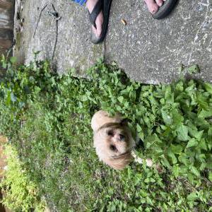 Image of Bombón, Lost Dog