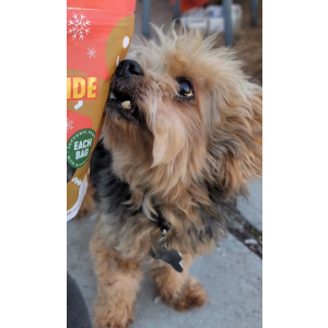 Lost Dog Ace/Orlando