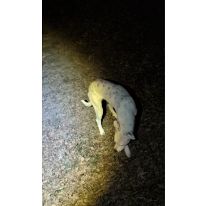 Image of Unknown, Found Dog