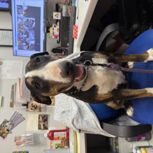 Image of Leia, Lost Dog