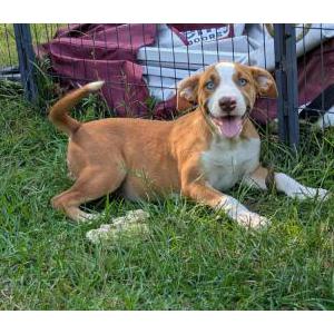 Image of Lulu Kate, Lost Dog