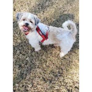 Lost Dog Oso