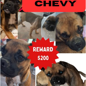 Image of Chevy, Lost Dog