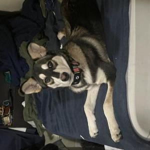 Found Dog Unknown