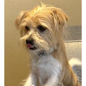 Lost Dog Rocko