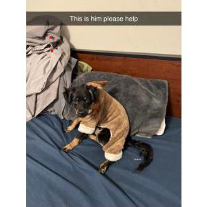 Lost Dog Teddy/bubba