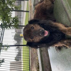 Lost Dog Cookie