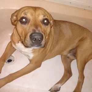 Image of Max, Lost Dog