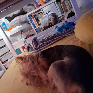 Image of Tobi, Lost Dog