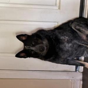 Image of Cooper, Lost Dog