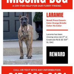 Image of Laramie, Lost Dog