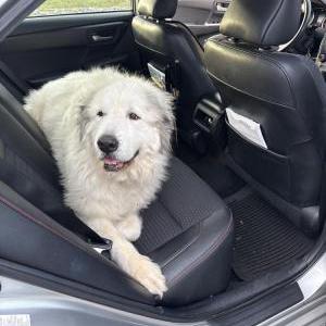 Image of Unknown, Found Dog