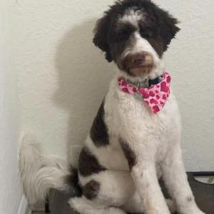 Image of Zelda, Lost Dog