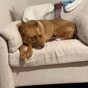 Image of Riley, Lost Dog