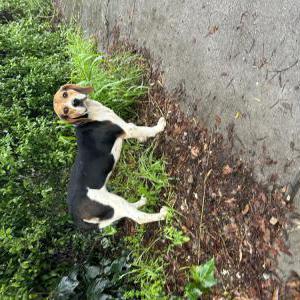 Found Dog Unknown