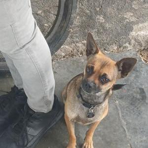 Lost Dog Kikin