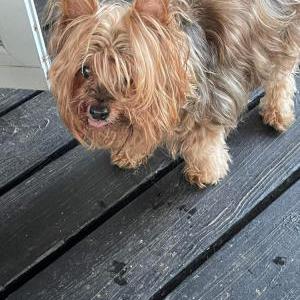 Image of Kirky, Lost Dog