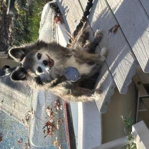 Lost Dog Oso