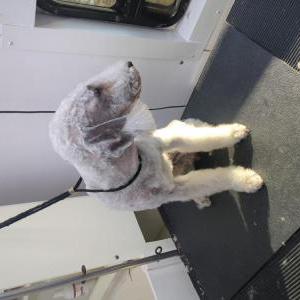 Image of Rainy, Lost Dog