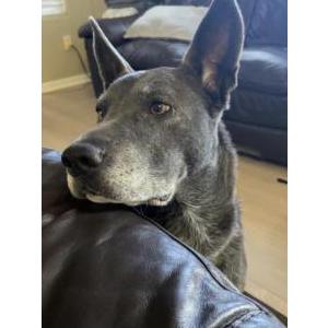 Image of Clare, Lost Dog