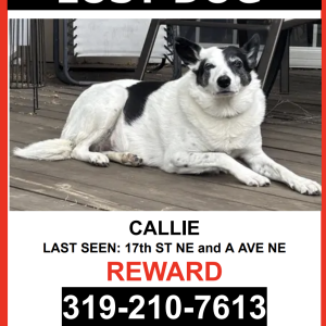Lost Dog Callie