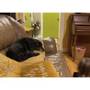 Image of Bobo, Lost Dog