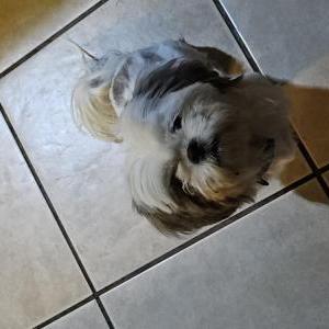 Lost Dog Momo