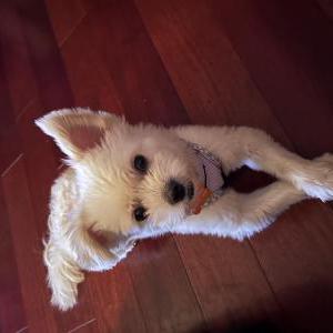 Lost Dog Langston