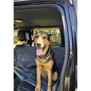 Image of Nuggs, Lost Dog