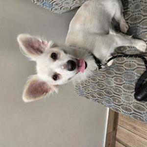 Lost Dog Buddy