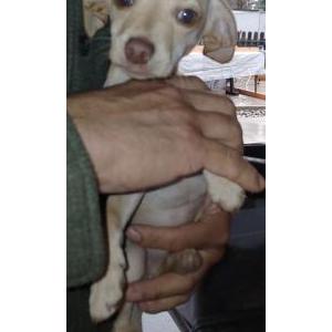 Lost Dog Unknown