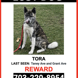 Lost Dog Tora
