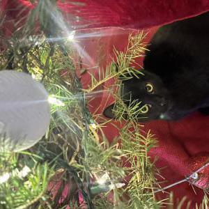 Image of Kimura, Lost Cat