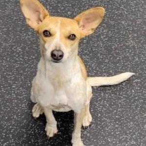 Image of Zoey, Lost Dog